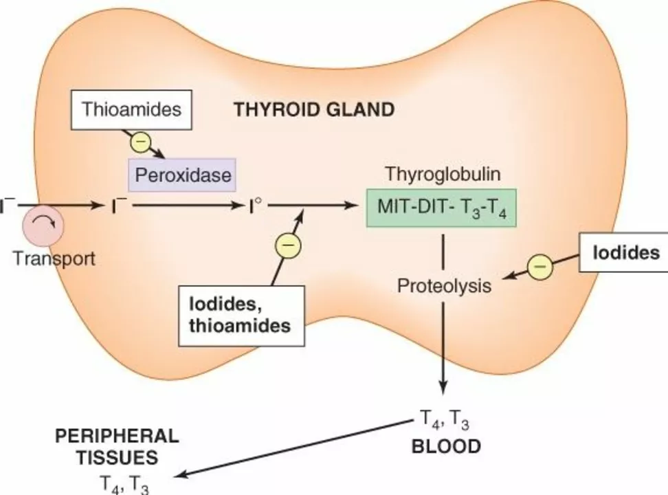 Thyroid Health: The Role of Carbimazole in Thyroid Function